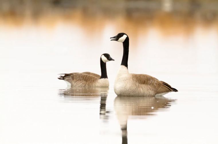 PEACEFUL REFLECTIONS ( CANADA GEESE-MONTANA) JASON SAVAGE