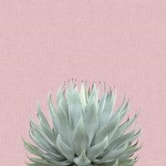 SUCCULENT ON PINK I