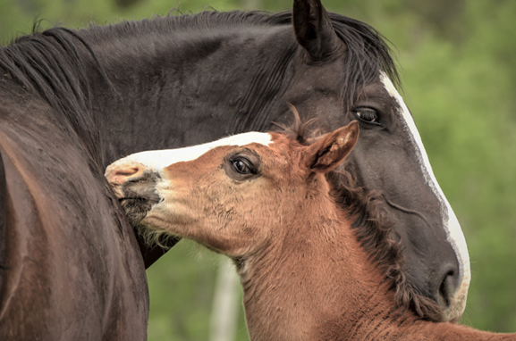 A MOTHER'S LOVE