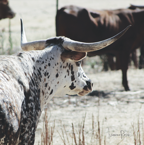 THE HERD