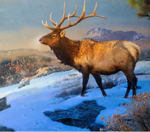 MT ELK II