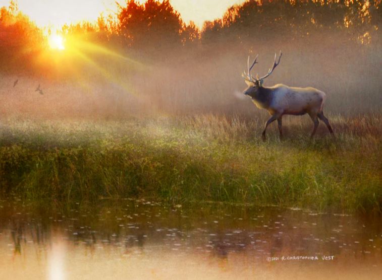 A COOL DRINK BULL ELK