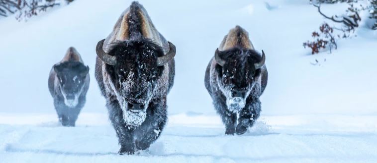 AMERICAN BISON