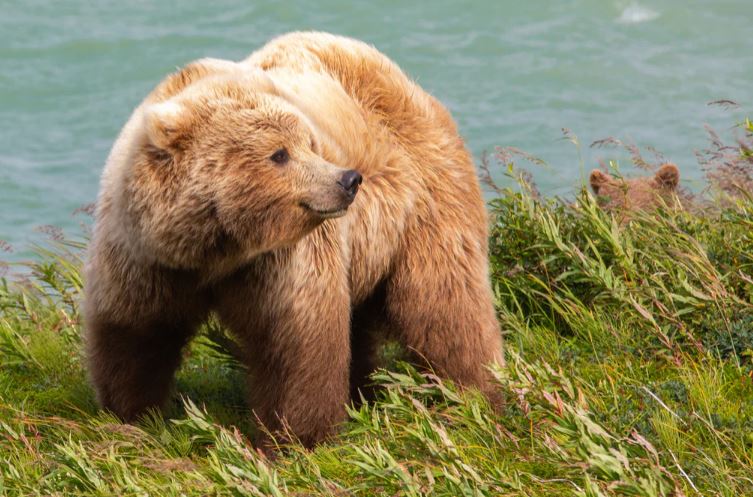 BROWN BEAR WITH CUB