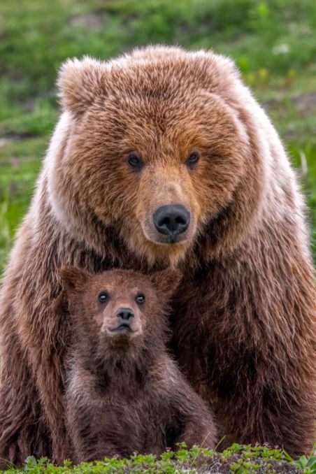 MAMA BEAR(BROWN BEAR AND CUB)