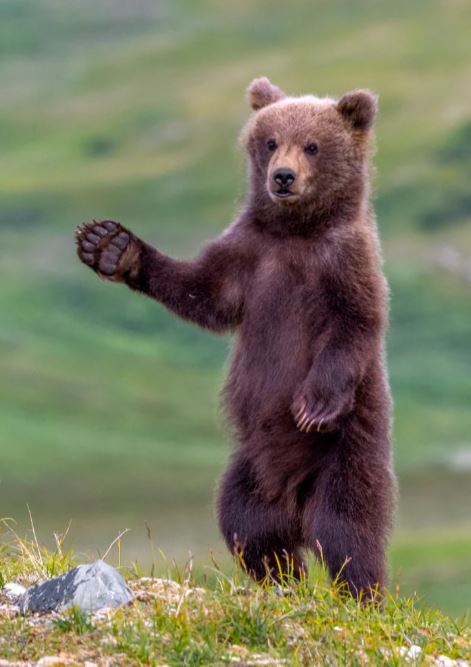 THE WELCOME COMMITTEE (BROWN BEAR CUB)