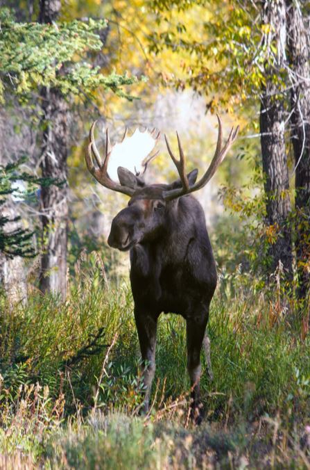 FOREST STROLL (MOOSE)